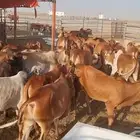 عجول لبانيه فوق الممتازة