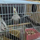 كروان منتج للبيع بكامل ملحقاته سبق له الإنتاج