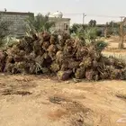 للبيع نخل ركايز خلاص فاخر درجه اولا ملكي