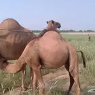 قعدان للبيع
