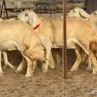 رخال صنف نوادر 18 راس