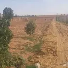 أراضي زراعية للإيجار بمساحات متعددة