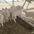 رخال حرش إنتاج
