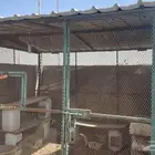يوجد قفص دجاج