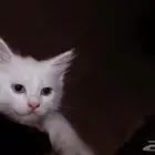 كيتن ابيض و عيون زرقاء