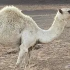 قعود طيب