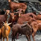 معزا دهم جذعات 11