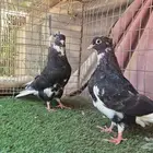 حمام قطايف قلابي لوت وقلب