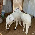 سواكن مرابي سبع اشهر