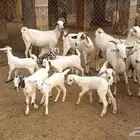 معزا مواليد