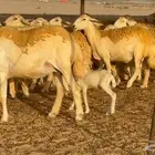 غنم حرش صنف 45 تحتها 5