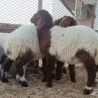 نعيم رخال ثلاث شهور