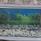 FISH TANK FOR SUCH CHEAP PRICE