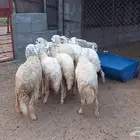 رخال للبيع