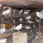 حمام للبيع