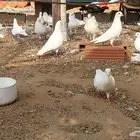 حمام فرنسي