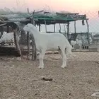 مشروع فحل فاخر تم البيع