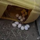 ديك ودجاج بياض للبيع