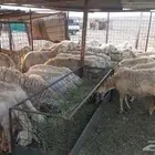 ضان حريات للبيع رابغ