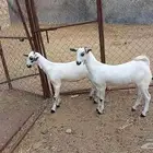 جفار