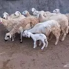 رخال مقاني