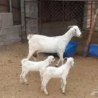 عنز متاومه