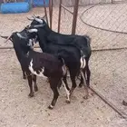ذبايح للبيع جمله وتفريد