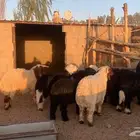 ذبايح نجدي ونعيم جذعان شقراء