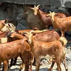معزا دهم 15تم البيع