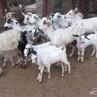 معزا مواليد