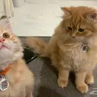 قطط