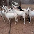 معزا مقاني مراح واحد