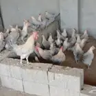 دجاج قولد   براهما بيور
