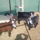 تيوس سمان الجله