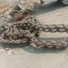 جنزير 480 للبيع