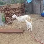 رخله ولود