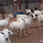 معزا مقاني مراح واحد