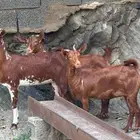 معزا دهم دفع 3 تم البيع