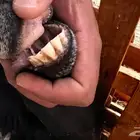 معزا
