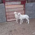 رخال تربيه