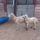 رفيديه تحتها رخله