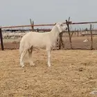مشروع فحل تم للبيع