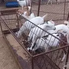 جفران للبيع