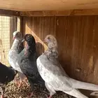 جوزين قطايف لللبيع