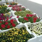 تنسيق حدائق