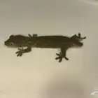 ايجوانا وجيكو للبيع