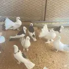 حمام حمام مشكل