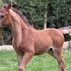 مهر واهو مكس