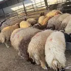 خرفان وتيوس بلدي