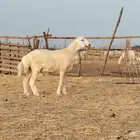 مشروع فحل تم بيعه